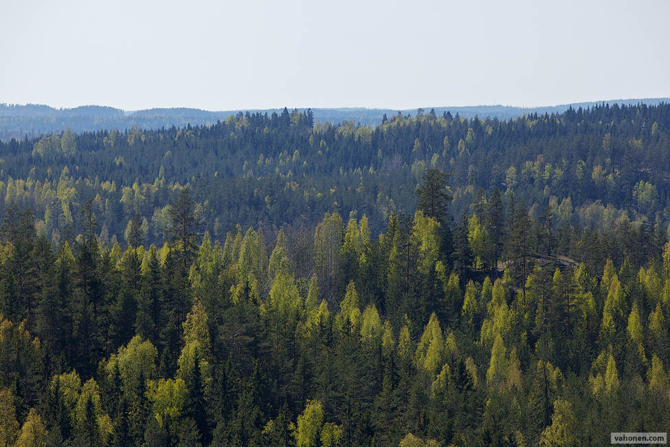 Mustalamminvuori 5