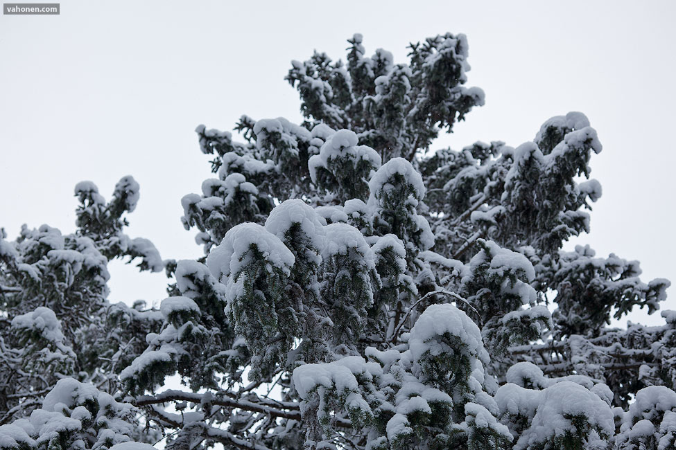 Snowy Woods 3