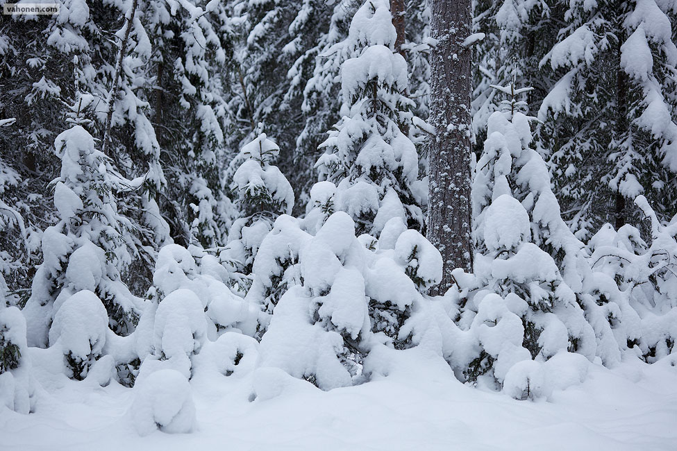 Snowy Woods 2