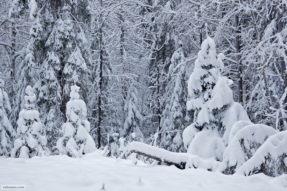 Snowy Woods 1