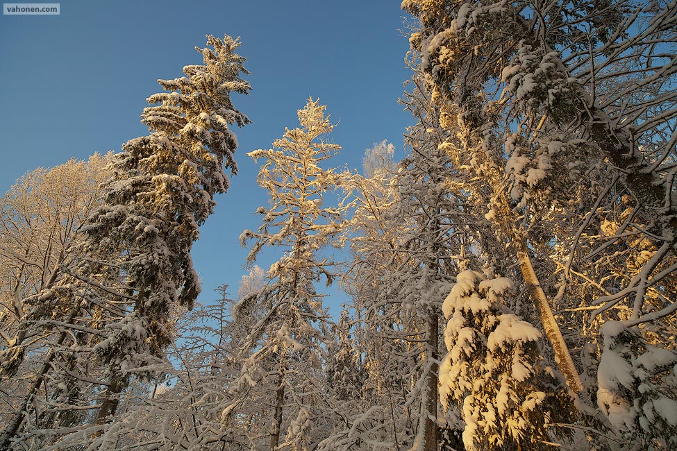 Vuores in snow 3