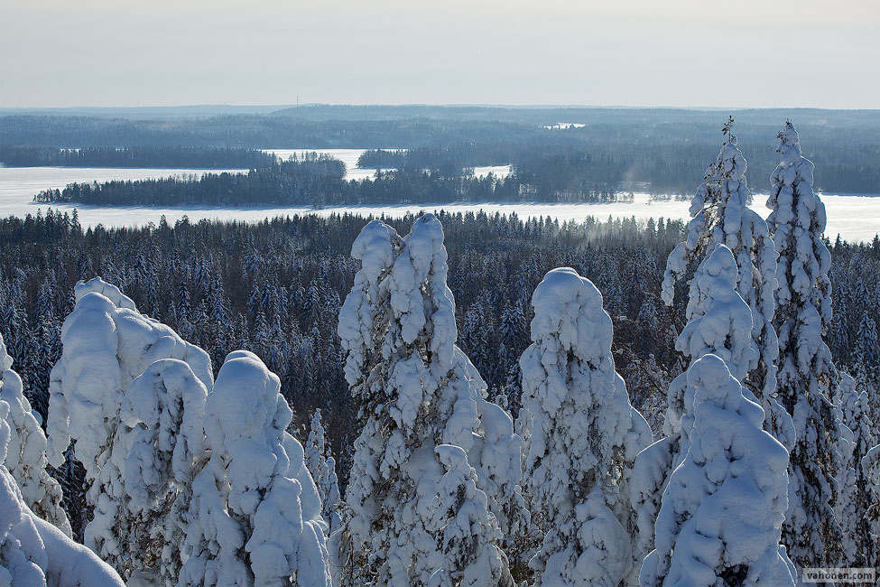 Haralan Harju 1