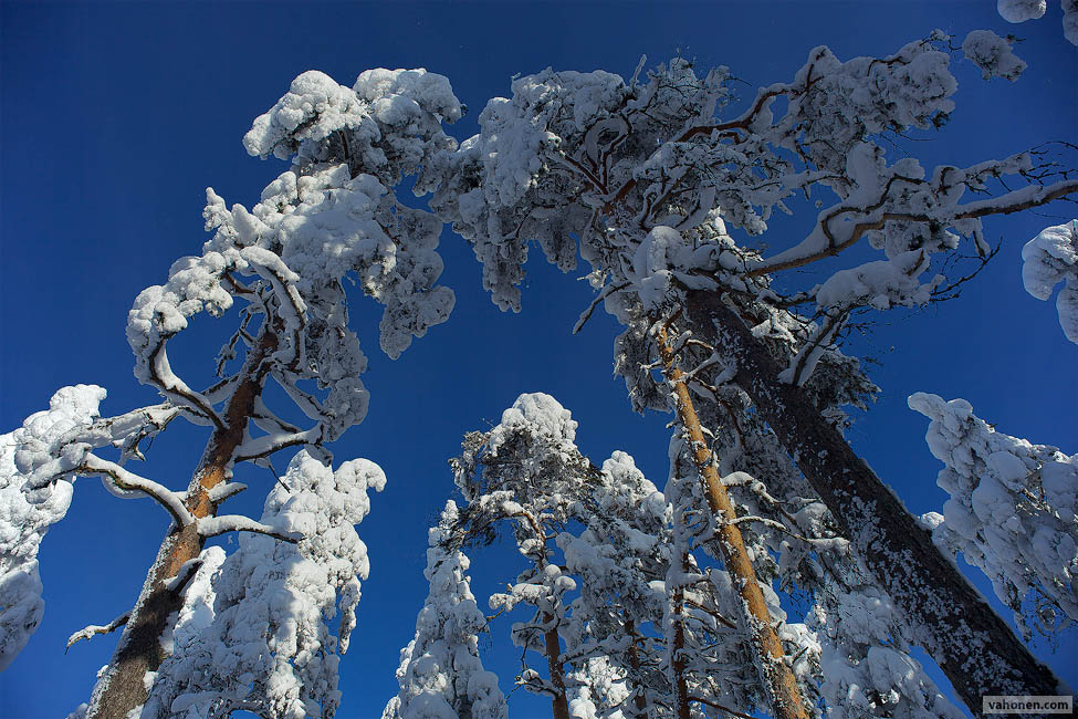 Haralan Harju 6