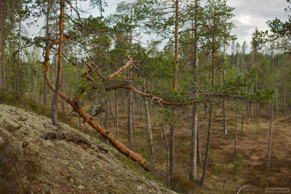 2026 © Samuli Vahonen