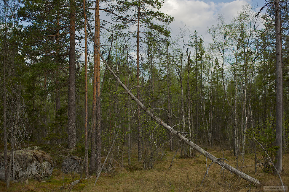2026 © Samuli Vahonen