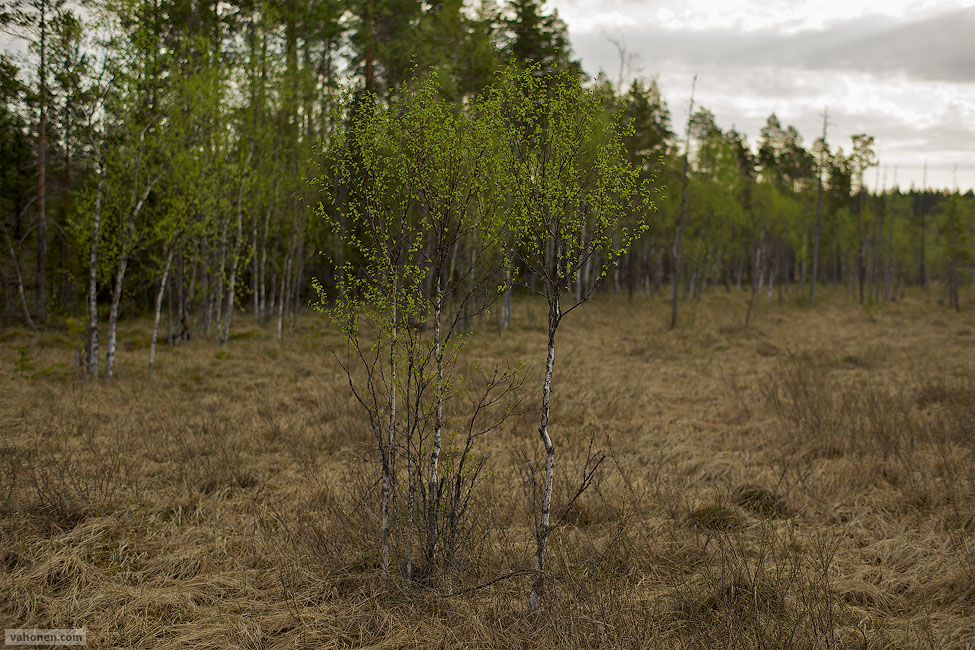 2026 © Samuli Vahonen