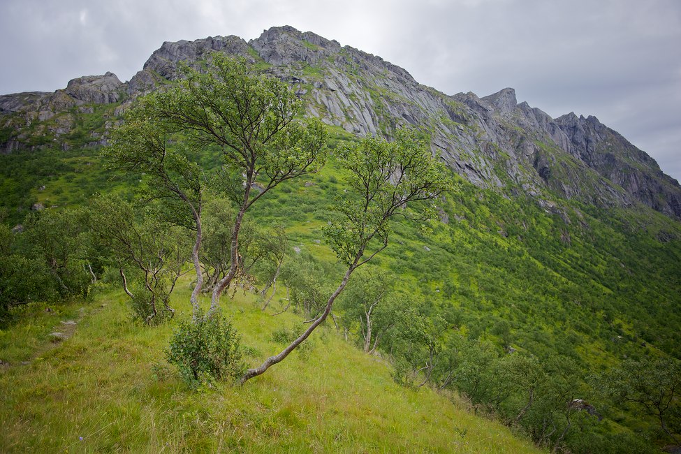2013 © Samuli Vahonen