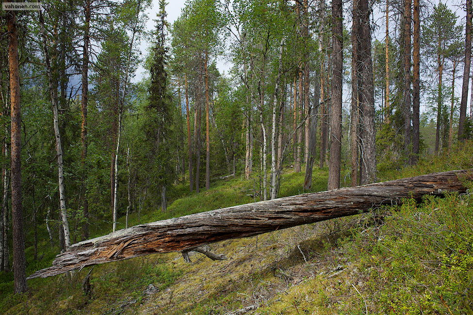 2013 © Samuli Vahonen