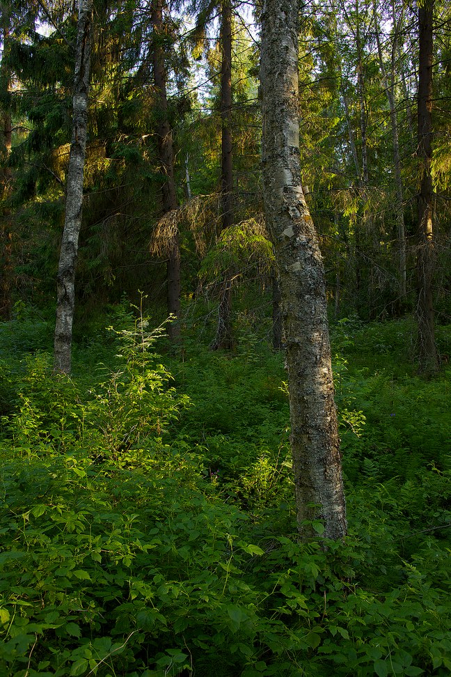 2026 © Samuli Vahonen