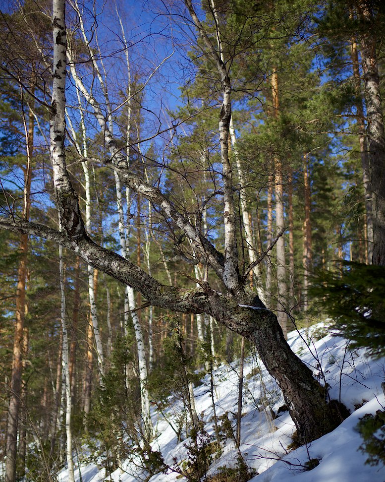 Vehoniemenharju 2013-01