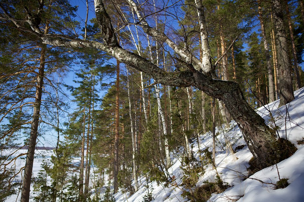 Vehoniemenharju 2013-03