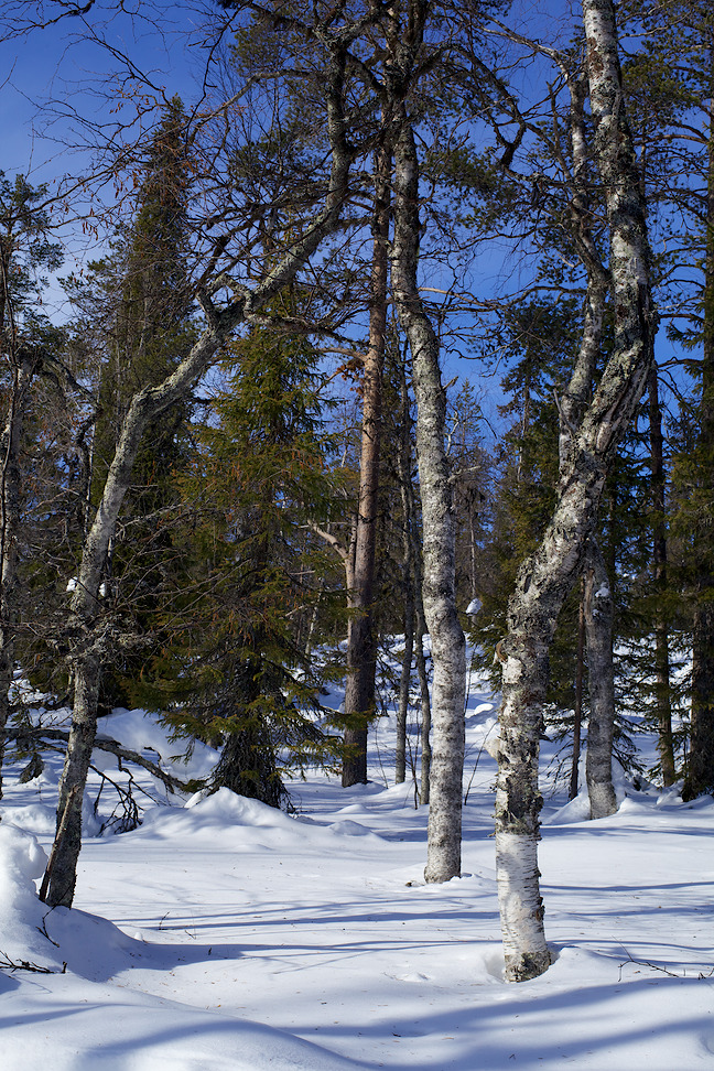 2013 © Samuli Vahonen