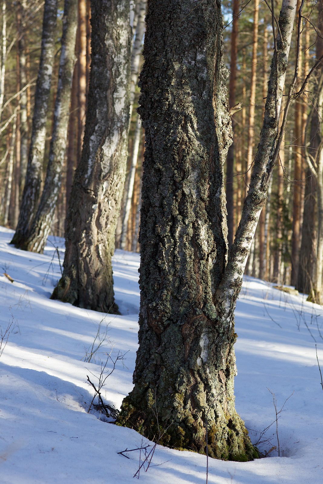 2013 © Samuli Vahonen
