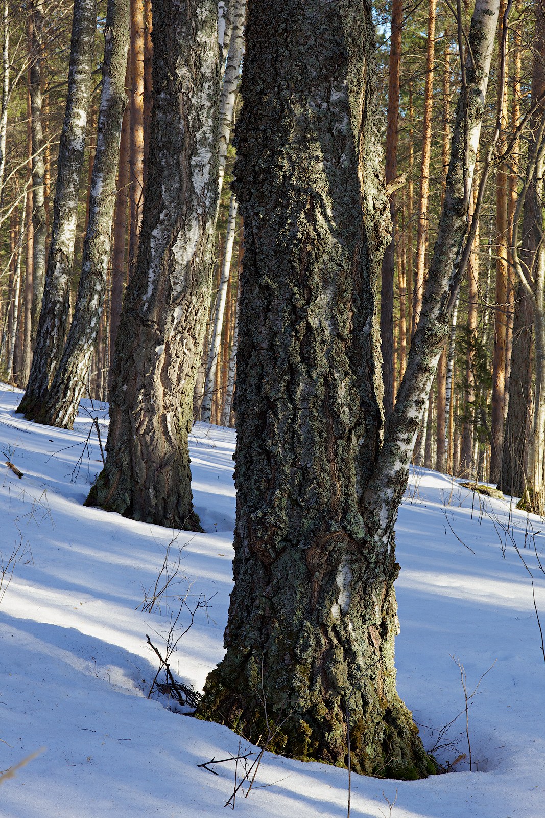 2013 © Samuli Vahonen