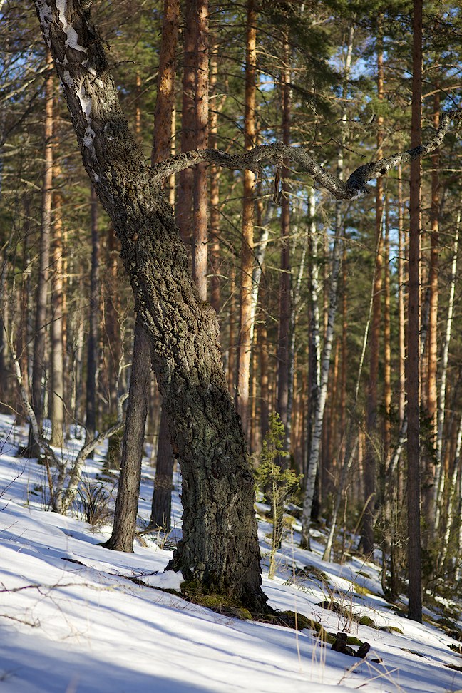 2013 © Samuli Vahonen