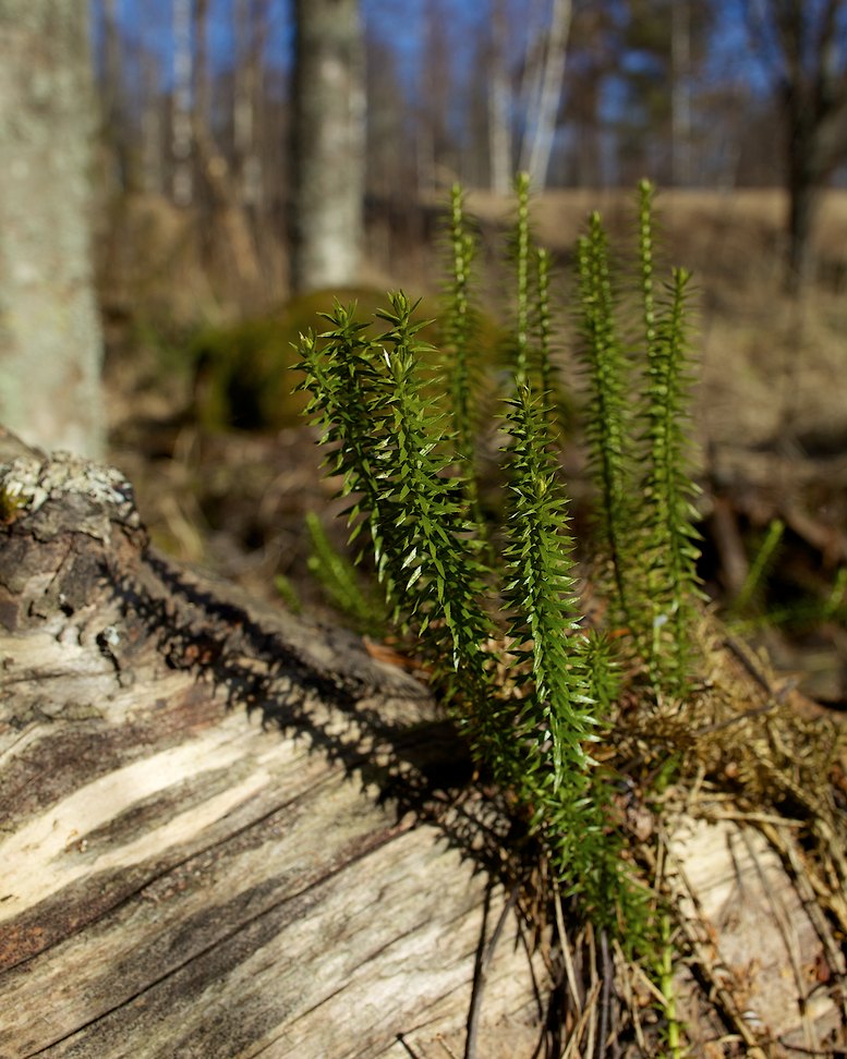 Maljastensaari 2013-01