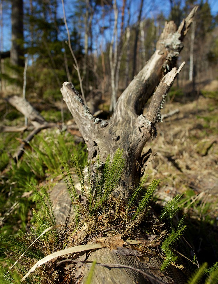 Maljastensaari 2013-03