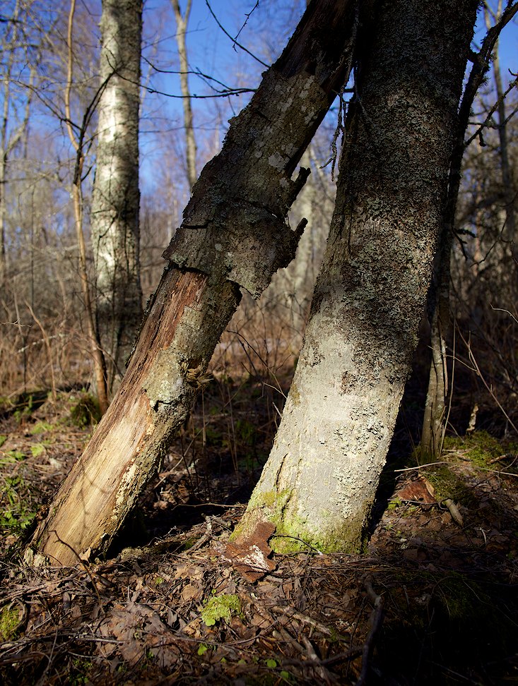 Maljastensaari 2013-04