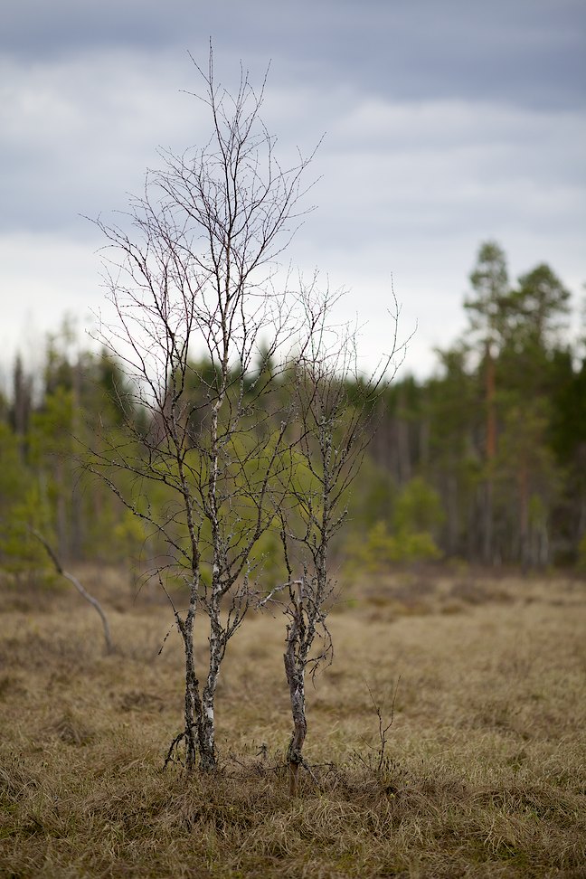 Koukkurahka 2013-07