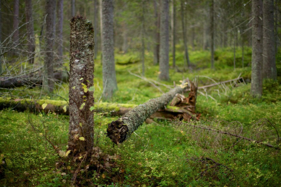 2014 © Samuli Vahonen