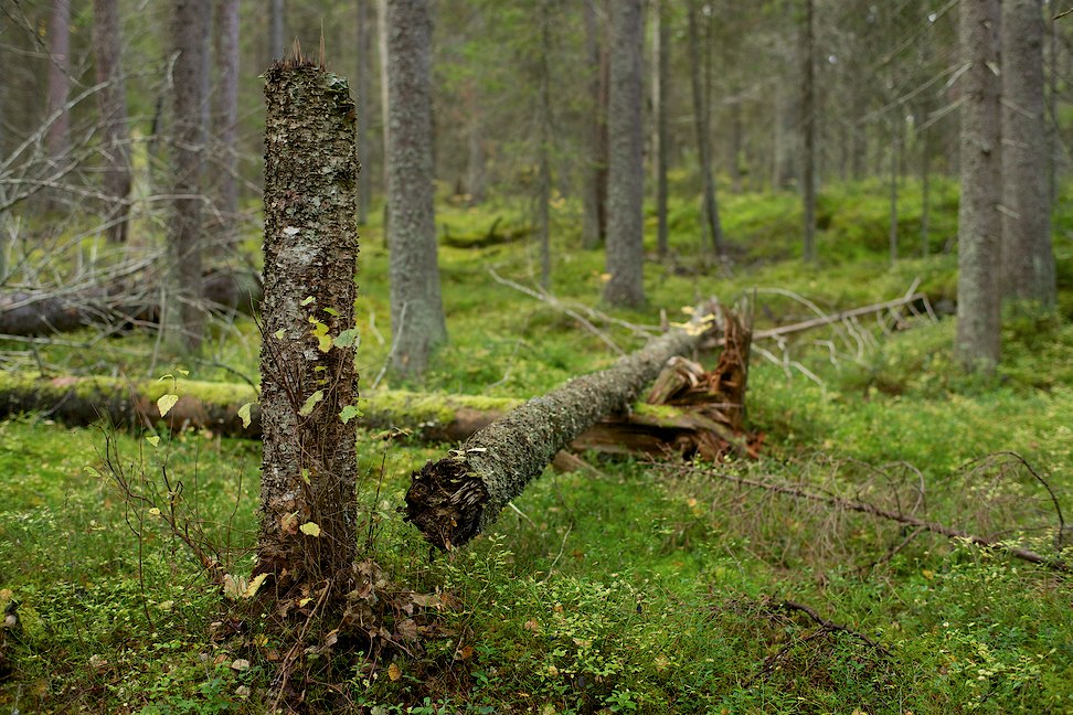 2014 © Samuli Vahonen