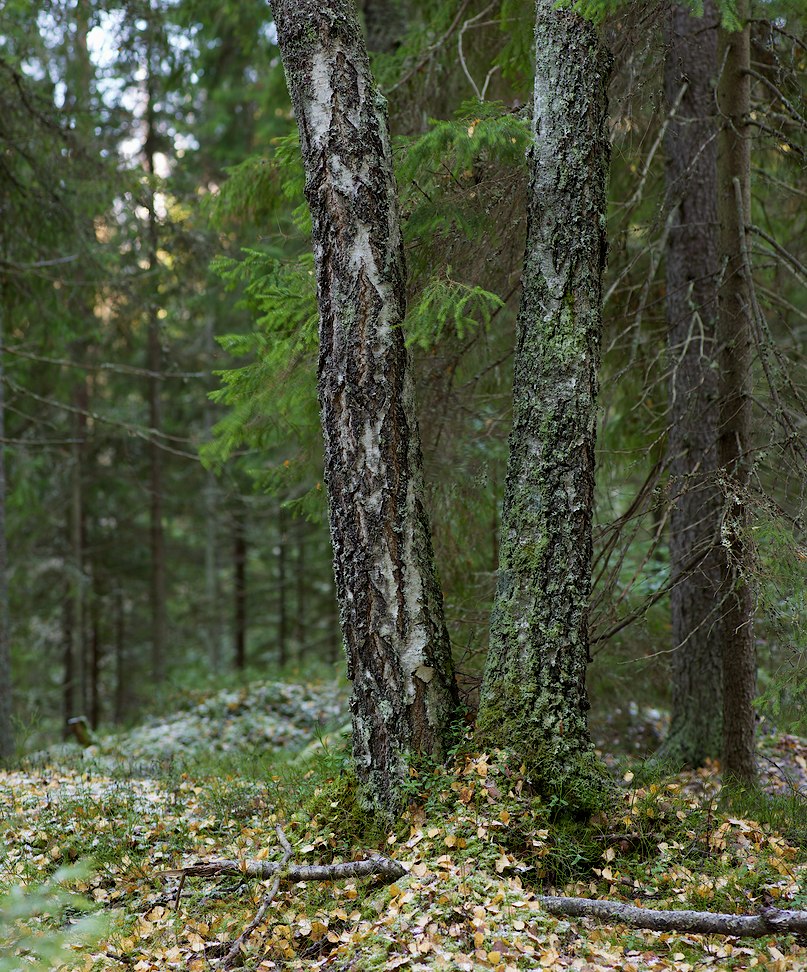 2014 © Samuli Vahonen