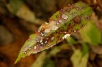Smoky Mountains - Rusty Leaf
