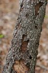 Sesquicentennial - Holes in Bark 2