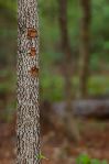 Sesquicentennial - Holes in Bark 1