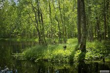 Lieslampi, Seitseminen National Park