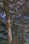 Backyard tree at night