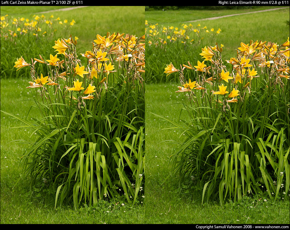 Carl Zeiss Makro-Planar T* 2/100 ZF vs. Leica Elmarit-R 90 mm f/2.8 - Yellow flowers - f/11.0