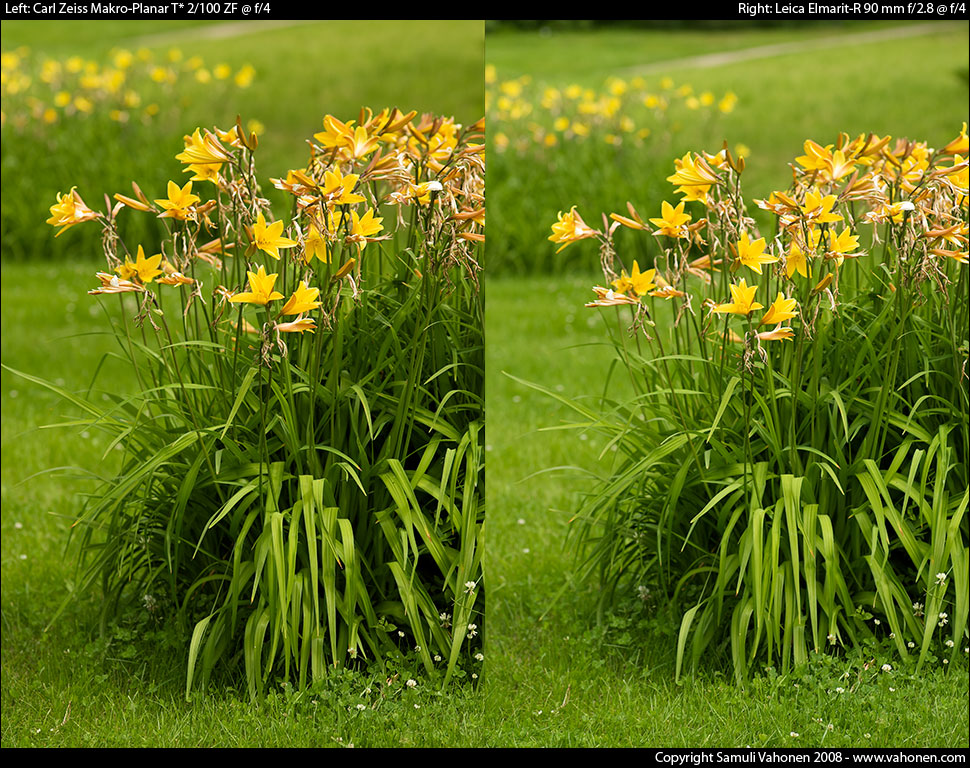 Carl Zeiss Makro-Planar T* 2/100 ZF vs. Leica Elmarit-R 90 mm f/2.8 - Yellow flowers - f/4.0