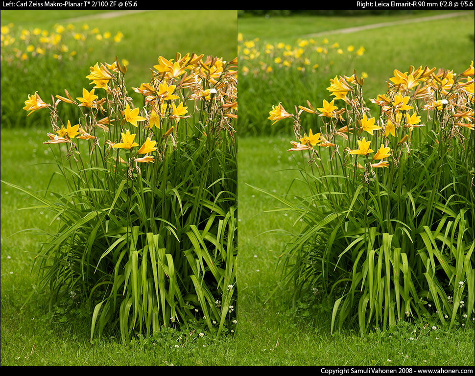 Carl Zeiss Makro-Planar T* 2/100 ZF vs. Leica Elmarit-R 90 mm f/2.8 - Yellow flowers - f/5.6