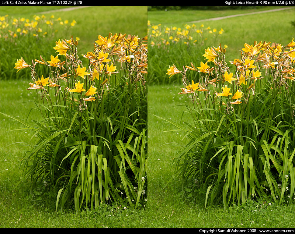 Carl Zeiss Makro-Planar T* 2/100 ZF vs. Leica Elmarit-R 90 mm f/2.8 - Yellow flowers - f/8.0