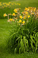 Yellow flowers