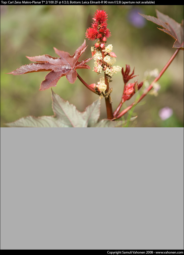 Carl Zeiss Makro-Planar T* 2/100 ZF vs. Leica Elmarit-R 90 mm f/2.8 - Red plant - f/2.0