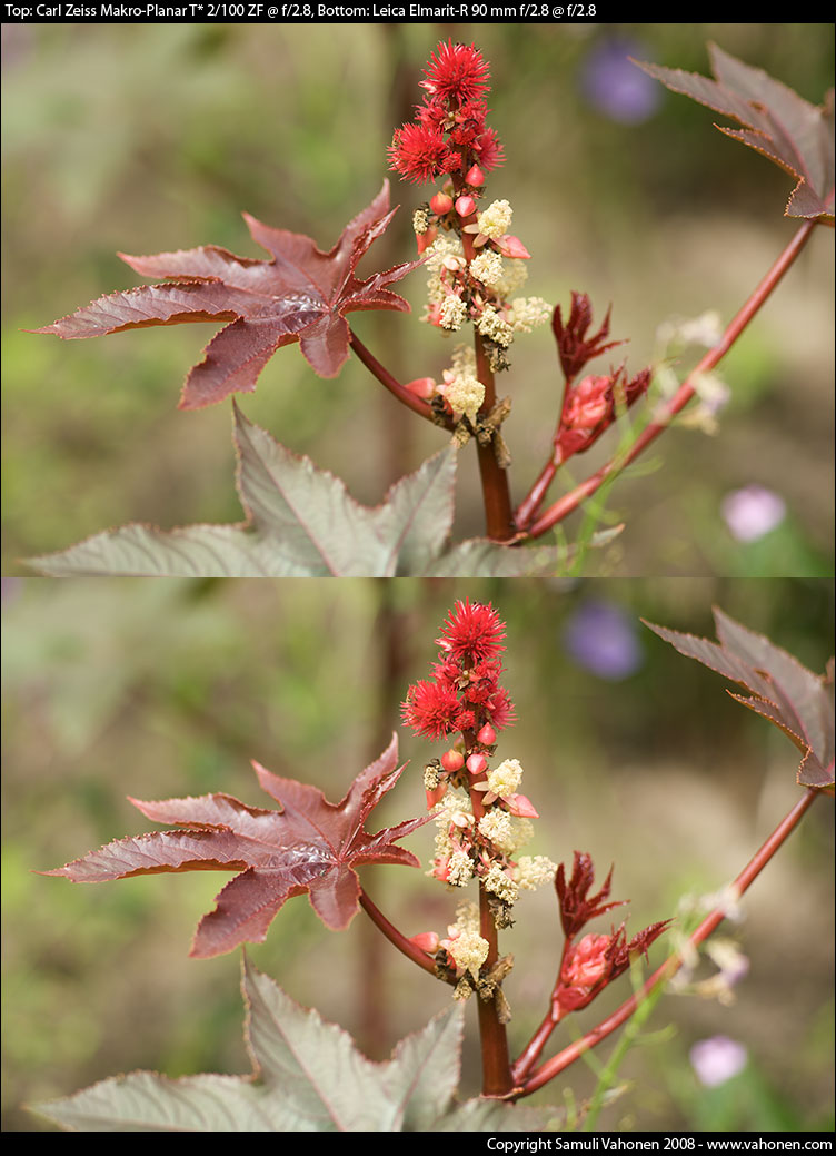 Carl Zeiss Makro-Planar T* 2/100 ZF vs. Leica Elmarit-R 90 mm f/2.8 - Red plant - f/2.8