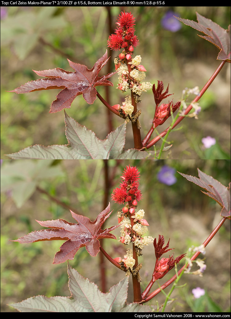 Carl Zeiss Makro-Planar T* 2/100 ZF vs. Leica Elmarit-R 90 mm f/2.8 - Red plant - f/5.6