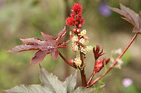 Red plant