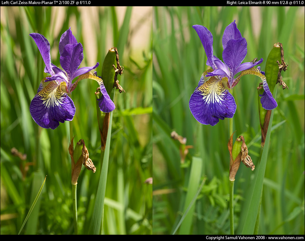 Carl Zeiss Makro-Planar T* 2/100 ZF vs. Leica Elmarit-R 90 mm f/2.8 - Blue/Yellow flower - f/11.0