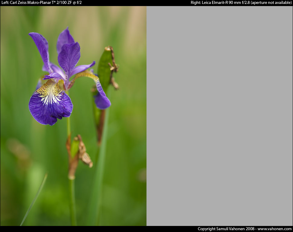 Carl Zeiss Makro-Planar T* 2/100 ZF vs. Leica Elmarit-R 90 mm f/2.8 - Blue/Yellow flower - f/2.0