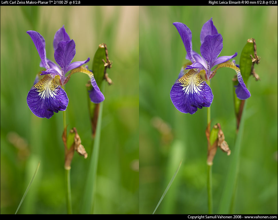 Carl Zeiss Makro-Planar T* 2/100 ZF vs. Leica Elmarit-R 90 mm f/2.8 - Blue/Yellow flower - f/2.8