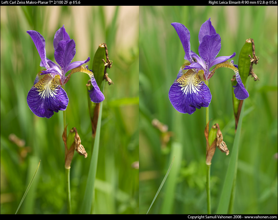 Carl Zeiss Makro-Planar T* 2/100 ZF vs. Leica Elmarit-R 90 mm f/2.8 - Blue/Yellow flower - f/5.6